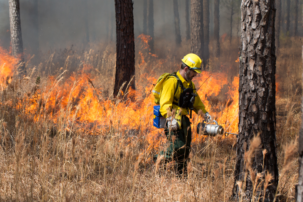 A person in yellow jacket and hard hat lights a prescribed fire.