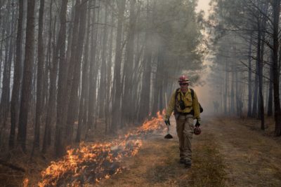 An image depicting a DGIF biologist walking alongside the flames of a controlled burn within the pine savannah in the Big Woods Wildlife Management Area.