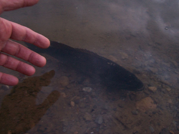 An image of an sick smallmouth bass in the water