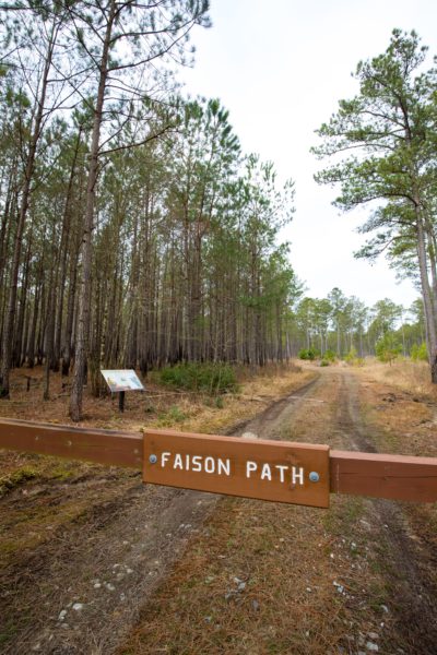 An image of a wooden blockage to prevent vehicles from driving up Faison Path into the woodpecker conservation habitat