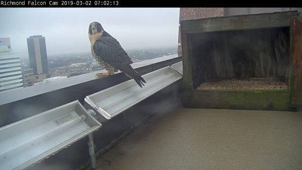 The new female looks towards our camera from the Riverfront Plaza building parapet