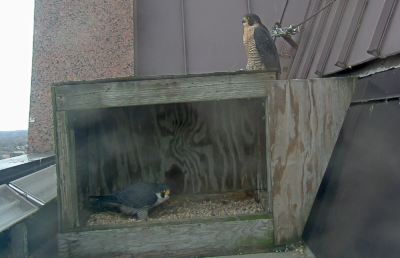 Male and female together at the nest box. (Male on top of box and female below.)