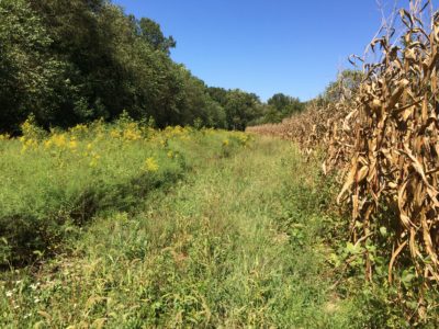 An image of a meadow between a forest and a corn field which provides an ideal habitat for quail.