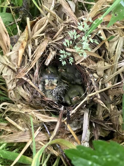 An image of a golden winged warbler nest with young hidden in it's boughs