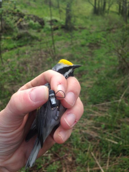 An image of a golden winged warbler with a geolocator as part of a DWR funded study
