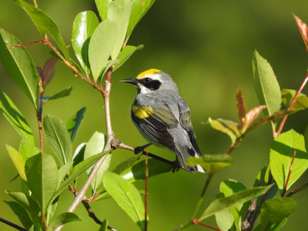 An image of a male golden winged warbler perched in the branches of a tree