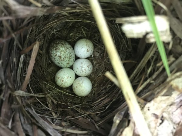 An image of a golden winged warbler nest the eggs are blue with brown speckles; the larger egg is a cowbird egg