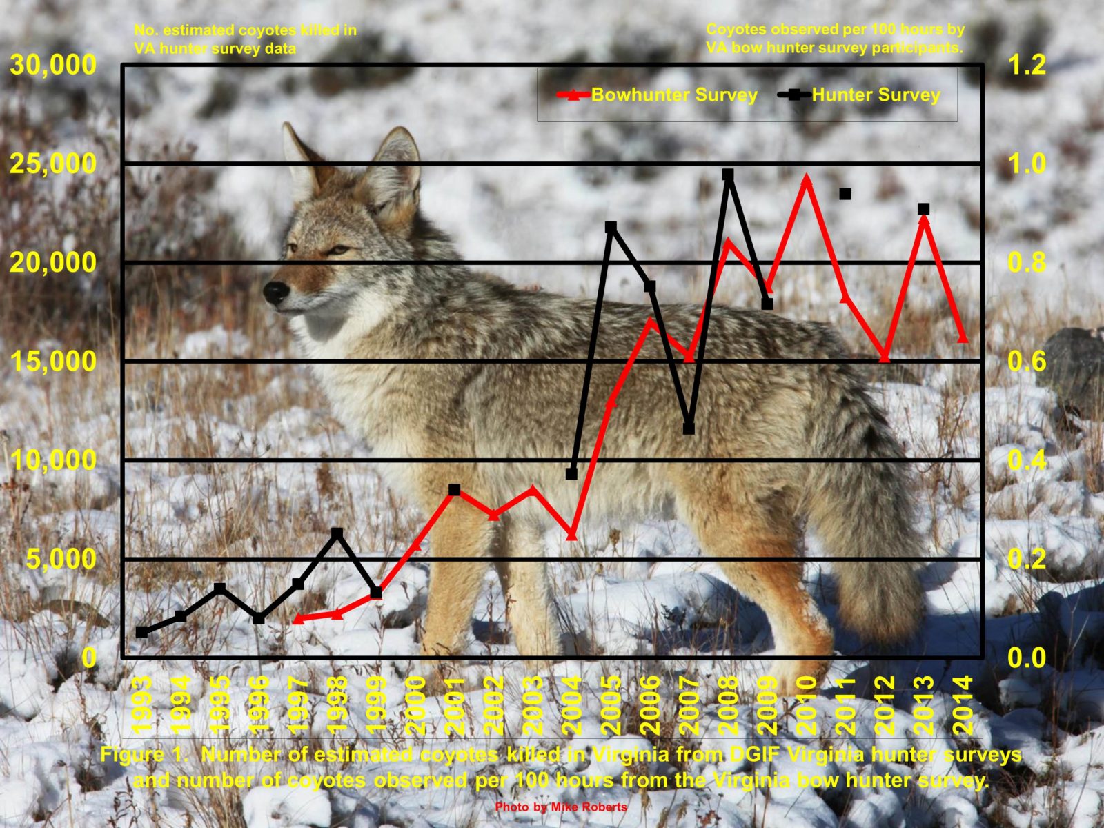 A graph of coyote's observations over time, it is increasing steadily