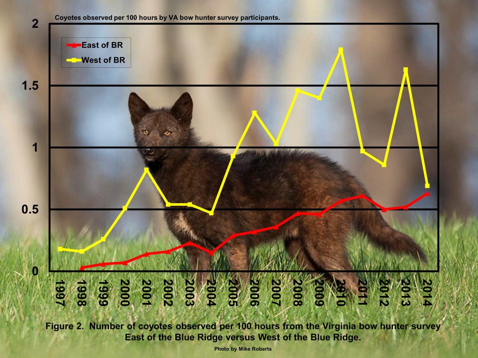 A graph of coyotes observed per 100 hours of hunting, it is rising steadily over time in East of Blue ridge but much more sporadically west of blue ridge