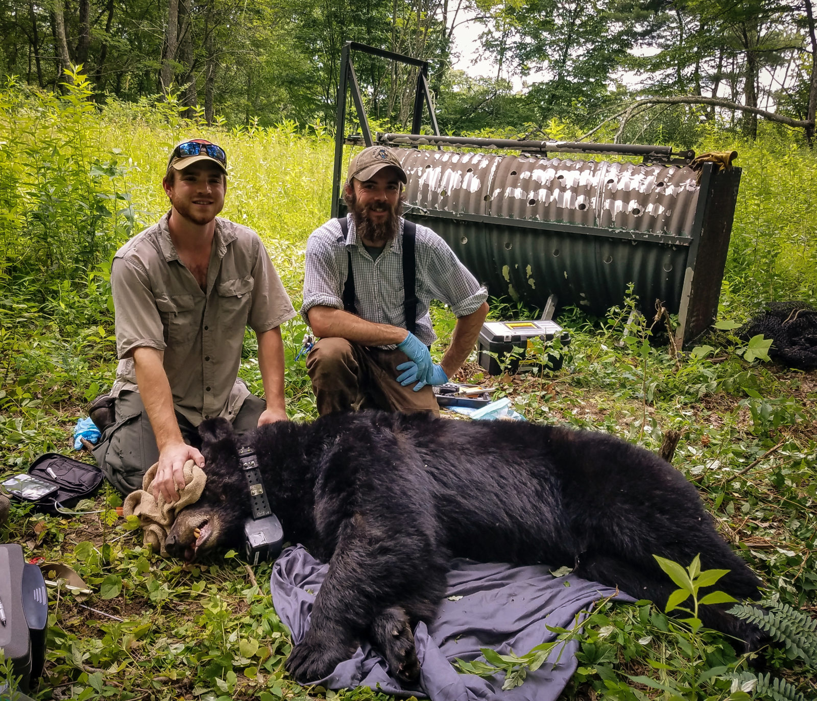Two field biologists posing next to a black bear they have caught and placed a GPS collar on