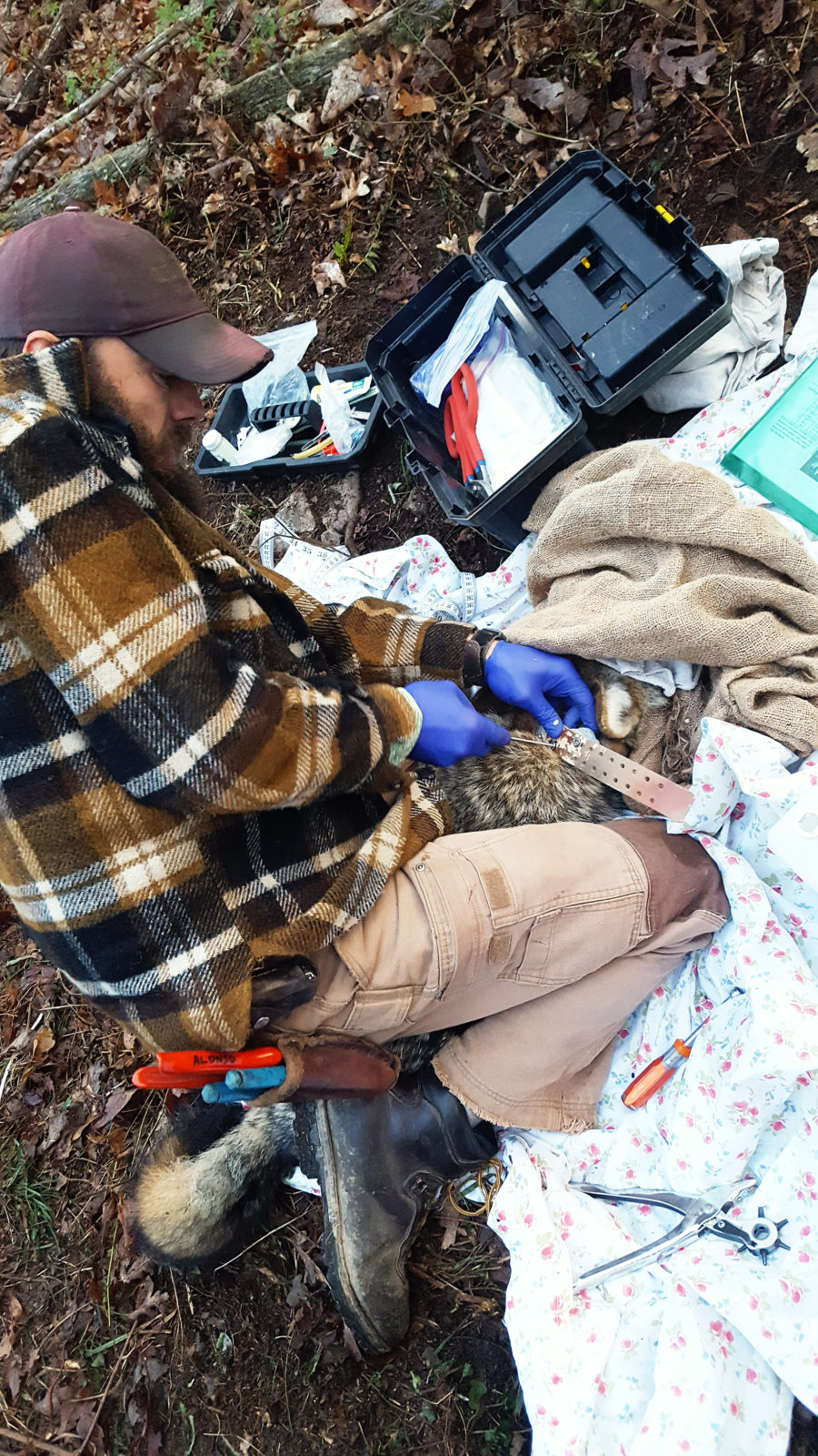 Robert Alonso attaches a GPS collar to one of the 17 coyotes that have been trapped.