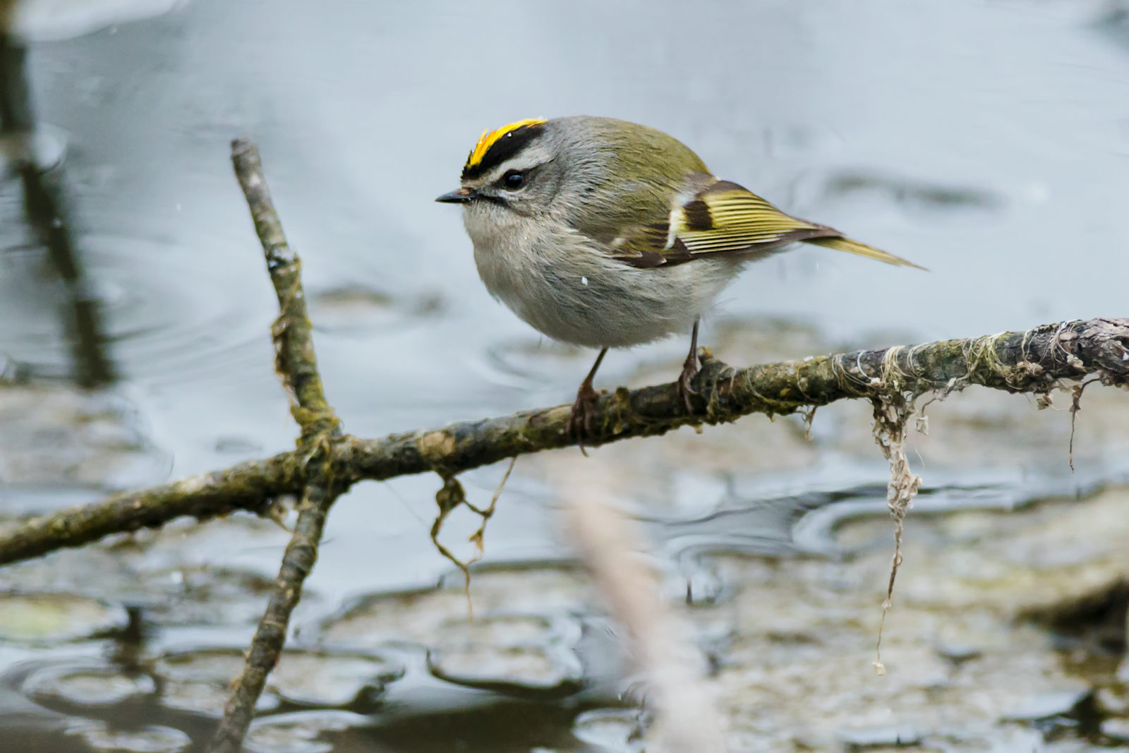 An image of a Golden crowned Kinglet