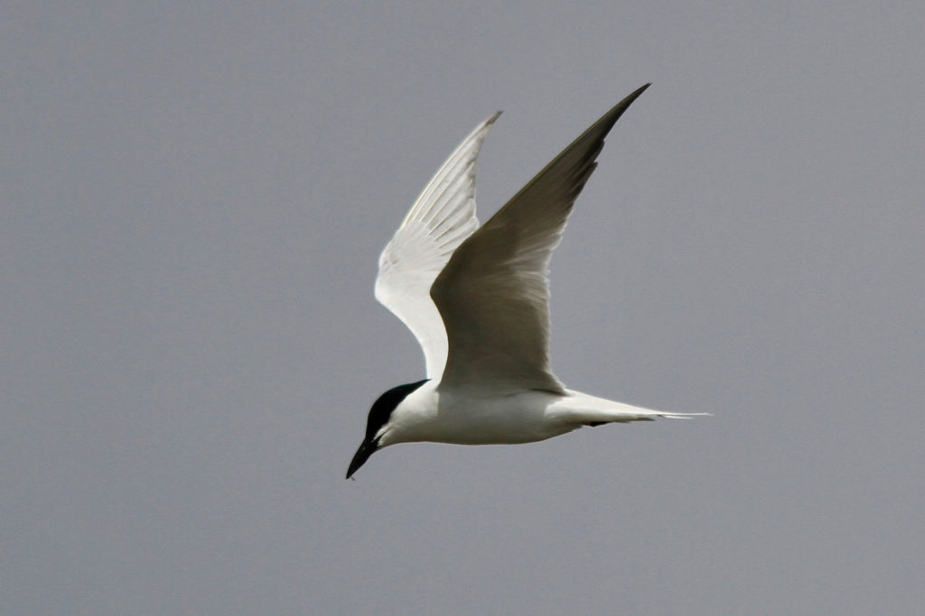An image of a gull billed tern; a white bird with a black cap on its head