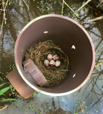 An image of the nest box with the cap removed to reveal 5 warbler eggs in a small nest