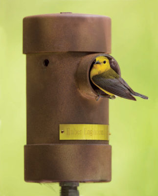 An image of a prothonotary warbler using a metal PVC nesting box