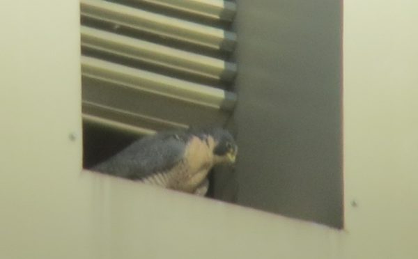 The new female peregrine falcon perched in a louver at the Dominion building.