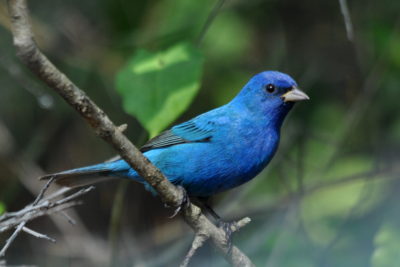 an image of an indigo bunting; a blue bird with black wings