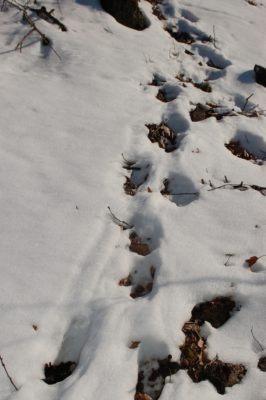 An image of deer tracks in the snow