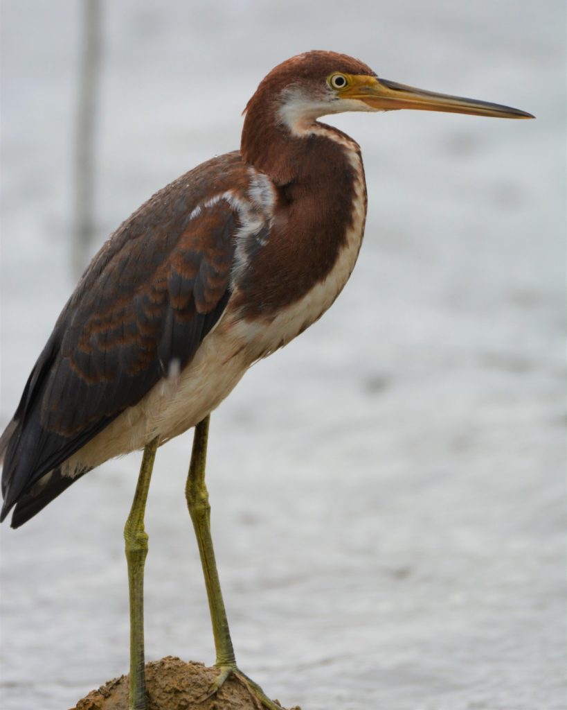 An image of a young tricolored heron; the bird is red with tan markings on it's belly and neck