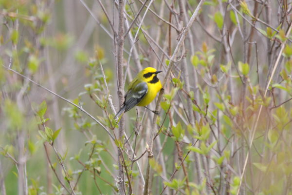 An image of a Lawrence's warbler, a yellow bird with a darker back and grey wings; it also possesses black markings on it's chest and around it's eyes