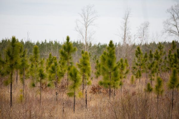 An image of young longleaf pines planted at Big Woods Wildlife Management Area in the Pine savannah.