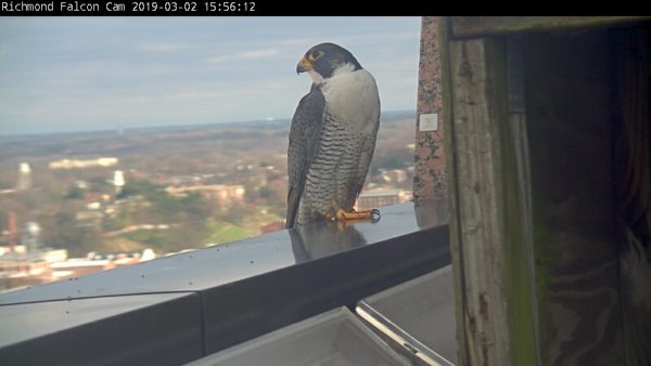 The new male looks over downtown while perched on the Riverfront Plaza parapet. Note the green band on his right leg and his "heavy" sideburns.