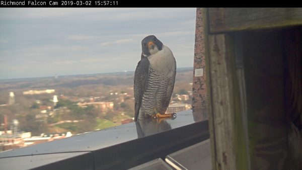 The new male gives a look towards the camera from the parapet of the Riverfront Plaza building.