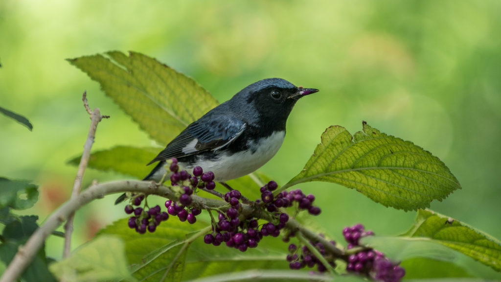 Male black-throated blue warbler perched on an American beautyberry. 