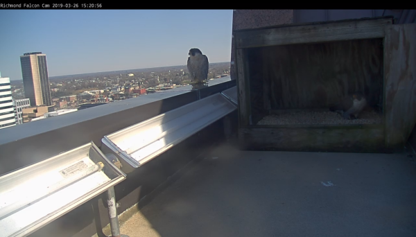 Female falcon perched on parapet (left) and male falcon stands in the scrape inside the nest box (right). 