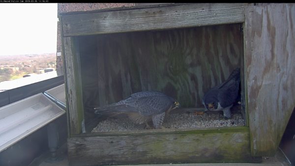 Male and young female peregrine falcon in nest box