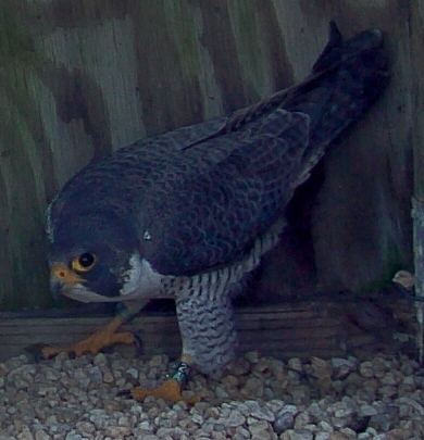 An image of the male peregrine falcon with a visible leg band allowing him to be identified as Green-24/AU