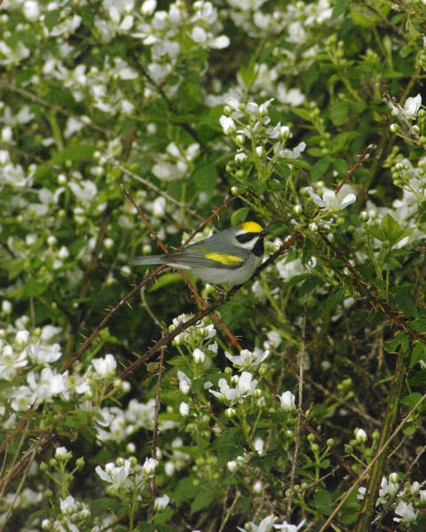 An image of a male golden winged warbler
