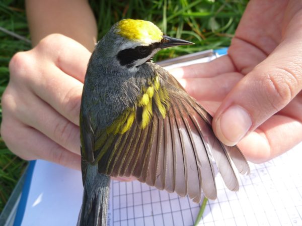 An image of a male golden winged warbler being banded at part of a DWR funded research study