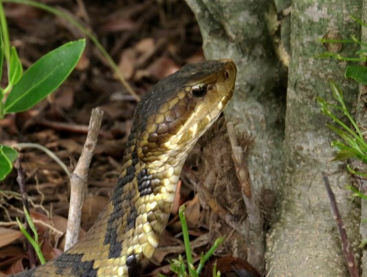 An image of a Northern Cottonmouth which has a diamond shaped head typical of venomous snakes