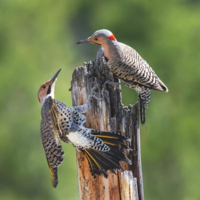 An image of two northern flickers standing atop an old fence pole; northern flickers have a tan back with play bars and a tan head with a grey-ish top and a red spot on the back of their head. the most distinctive aspects of their colorization is the black moustache on their head and the yellow veins on their black tail feathers.