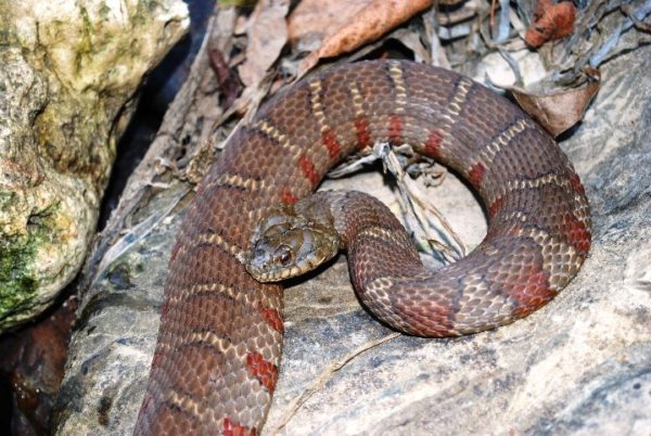 An image of the nonvenomous northern Watersnake which is more red in color then the Venomous northern Cottonmouth