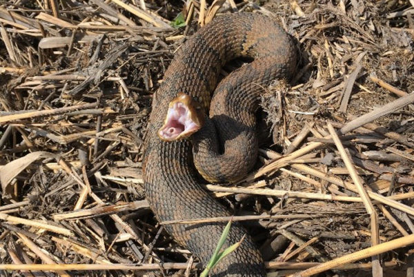 An image of a venomous Northern Cottonmouth, it lacks the red markings of the Northern Watersnake