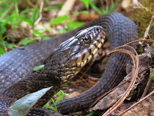 an image of the head of a northern Watersnake, it is more flat and less rotund then the Northern Cottonmouth