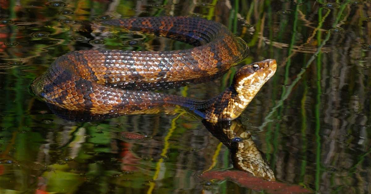 black swamp snake