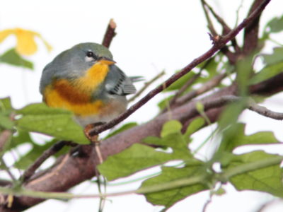 A northern parula on a branch