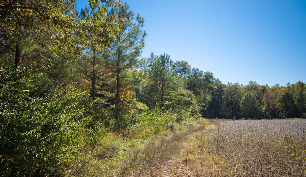 Oakley Forest | Virginia DWR