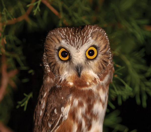 An image of the Northern Saw-whet owl with its distinctive brown orange feathers and white spot around its beak and eyes