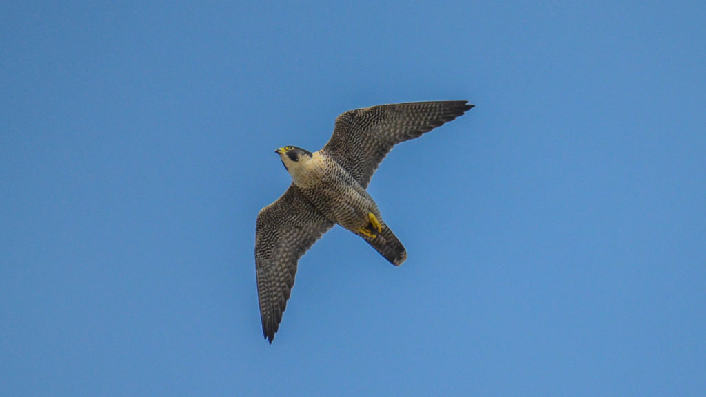 A peregrine falcon in flight