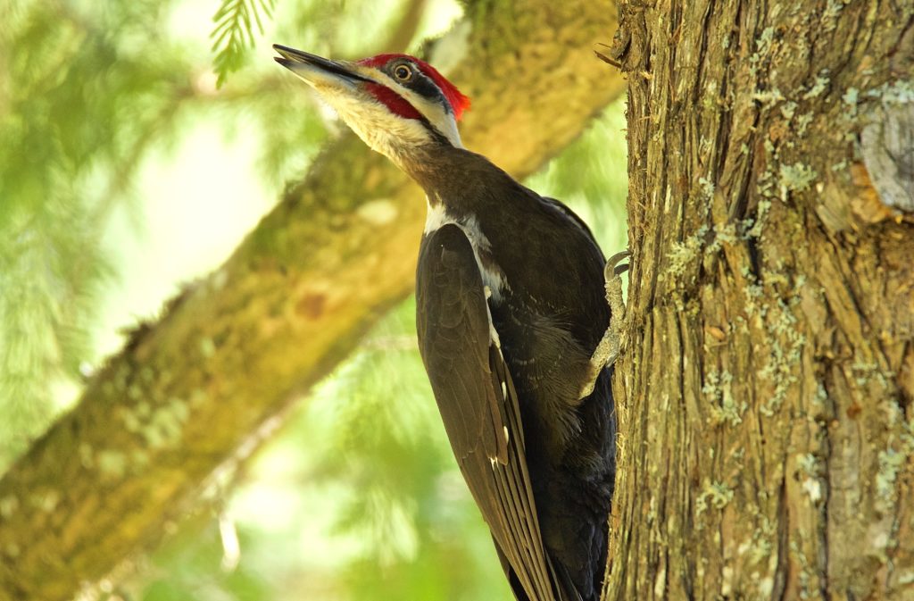 An image of a pileated woodpecker; a black bird with a white head that has a red mohawk atop it