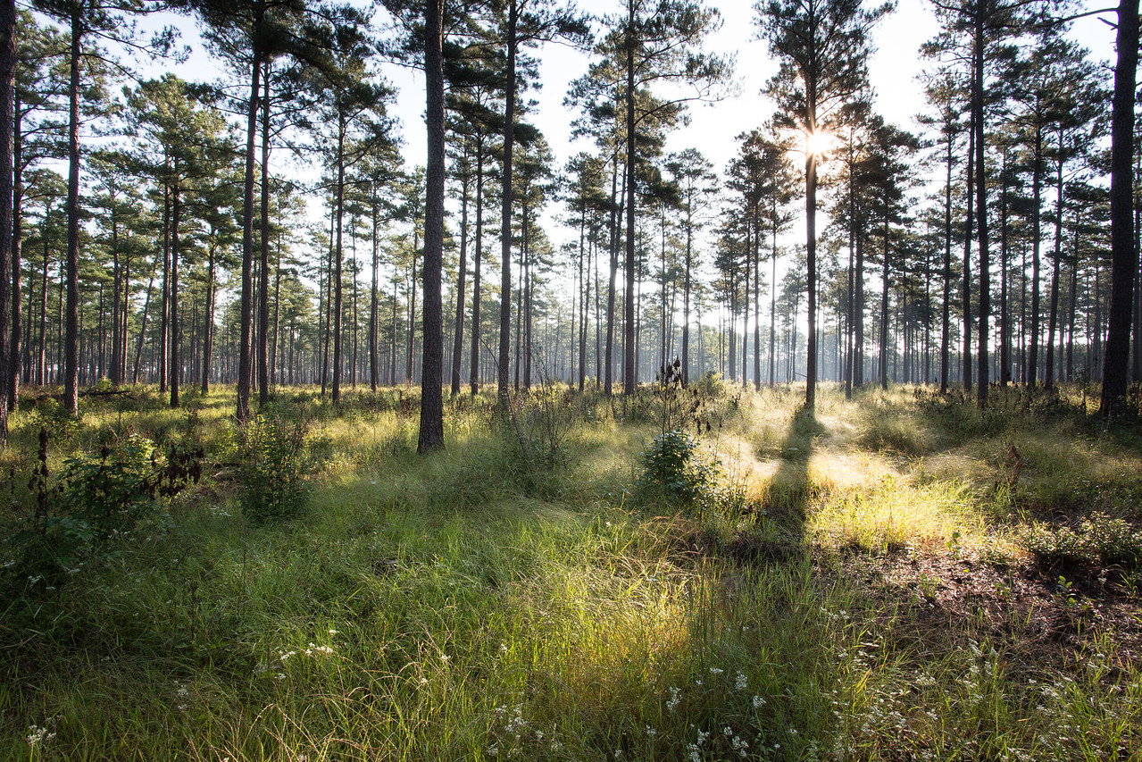 An image of a pine forest with a lush grassy ground as an example of a pine savanna habitat; this image was taken at the Piney Grove Preserve.