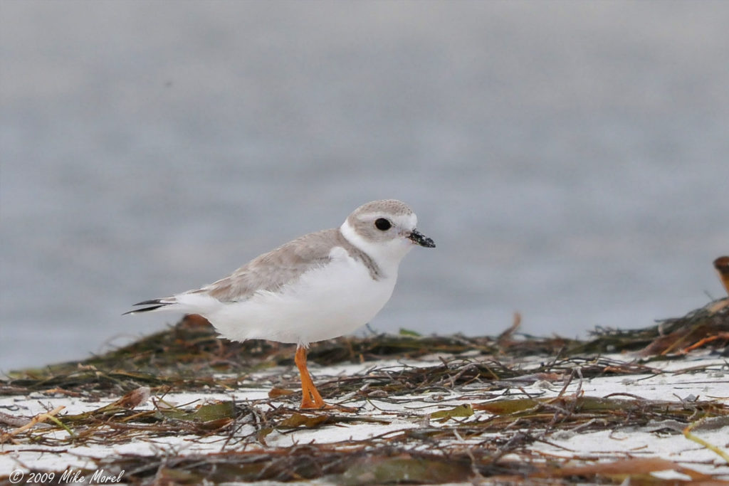 An image of a piping plover a small white bird with a tan back, shoulders and head