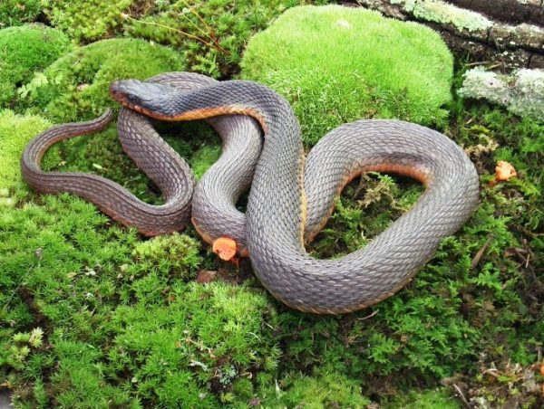 An image of the nonvenomous Plain-Bellied Watersnake which is solid grey with a red underbelly