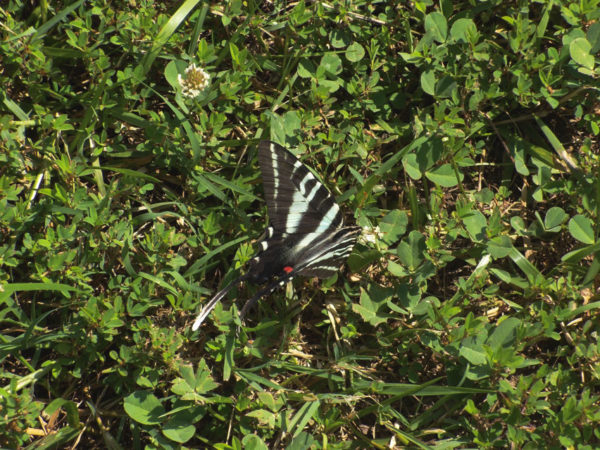 An image of a tiger swallowtail on the grass; the insects of Virginia are numerous in color, size and shape.