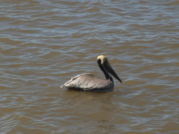 An image of a brown pelican on the water