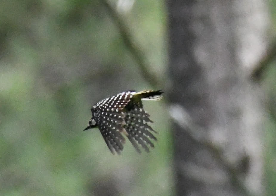 An image of a red cockaded woodpecker flying